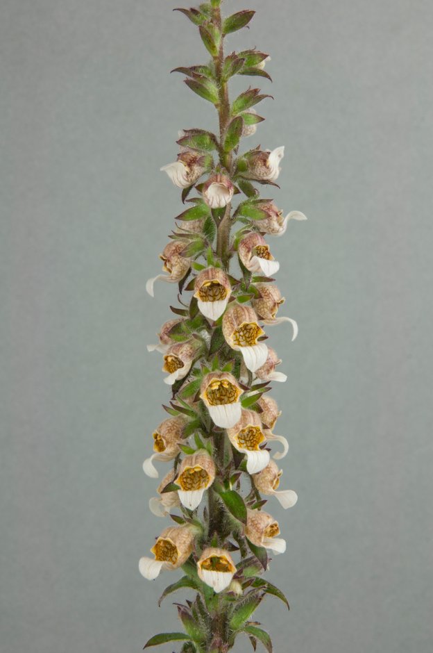 Grecian foxglove