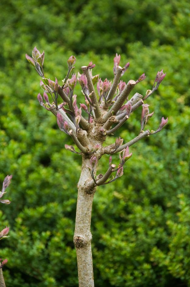 harlequin glorybower