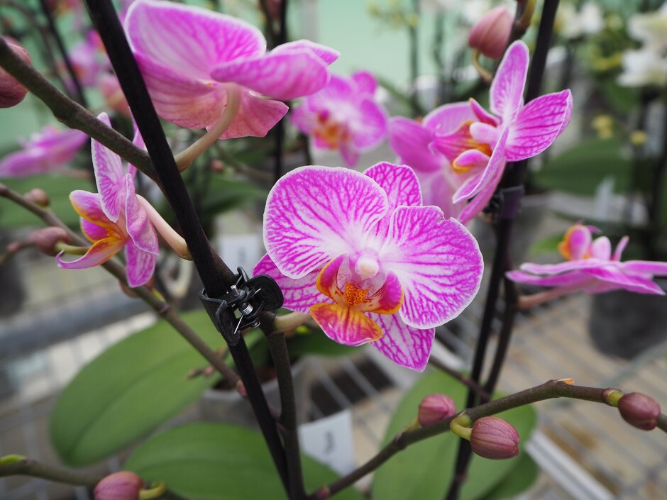 <i>Phalaenopsis</i> 'Honeybee'