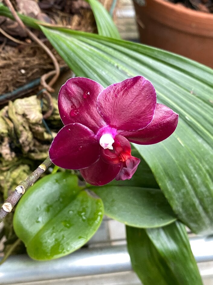 moth orchid