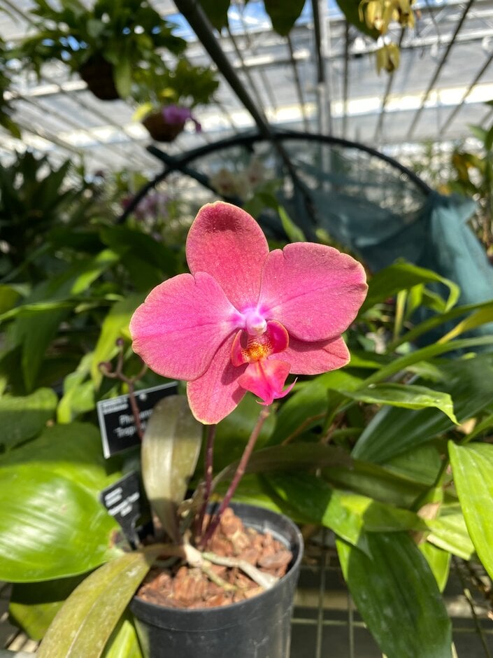 moth orchid