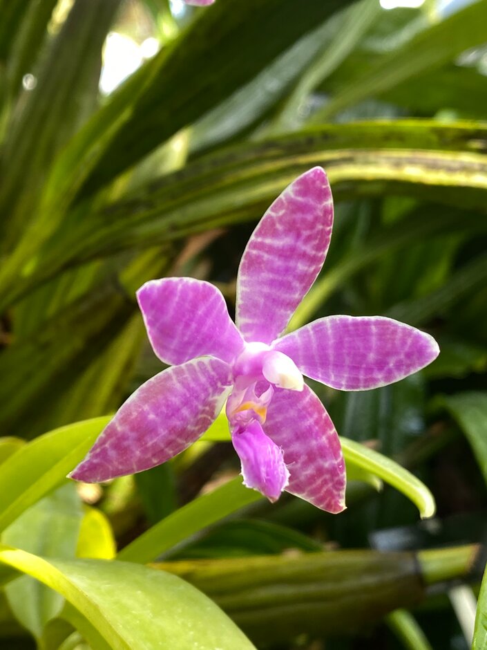 moth orchid