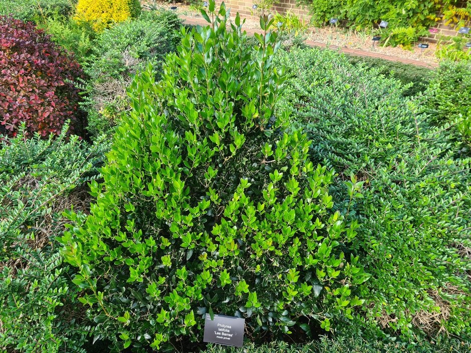mock privet 'Les Barres'