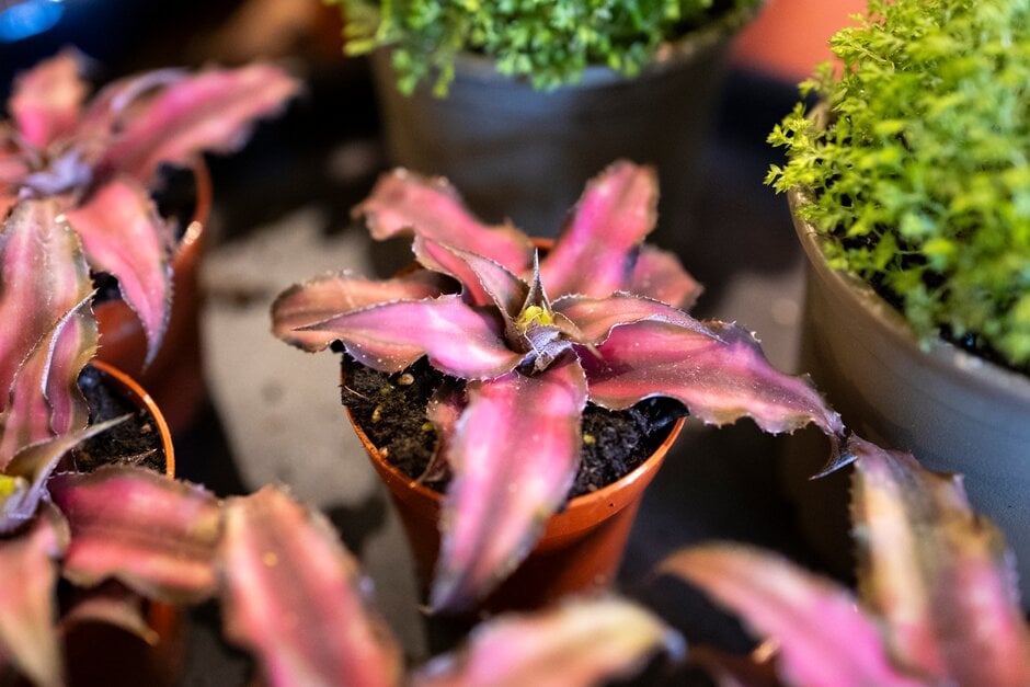 <i>Cryptanthus</i> <i>bivittatus</i> 'Red Star'