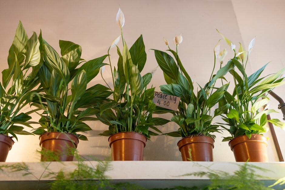 Wallis peace lily