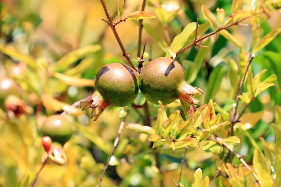 dwarf pomegranate