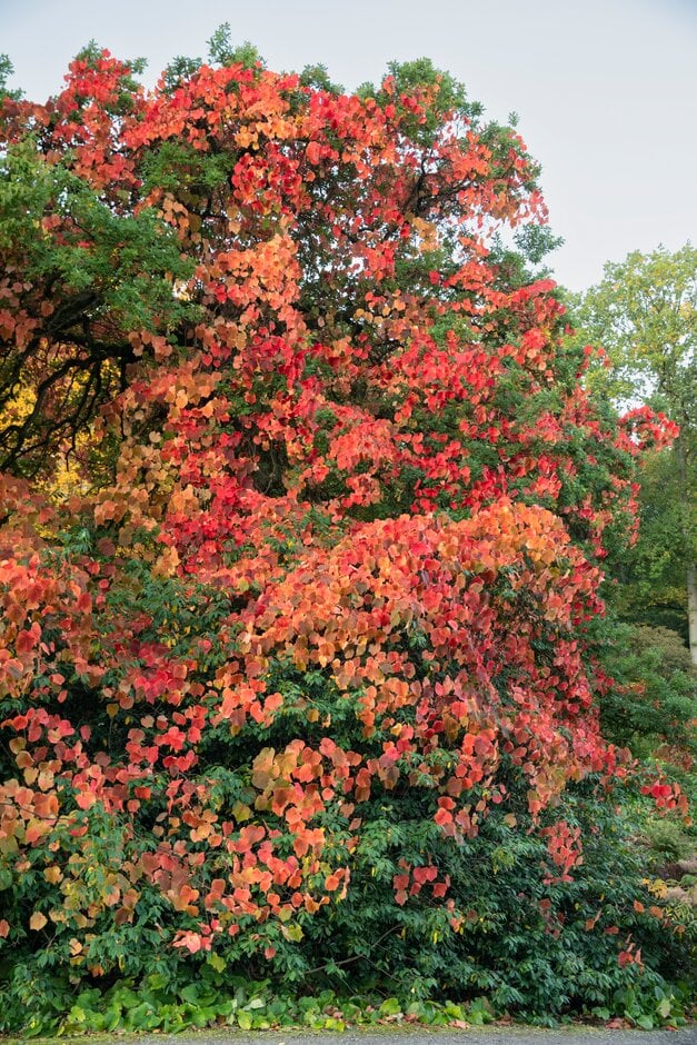 crimson glory vine