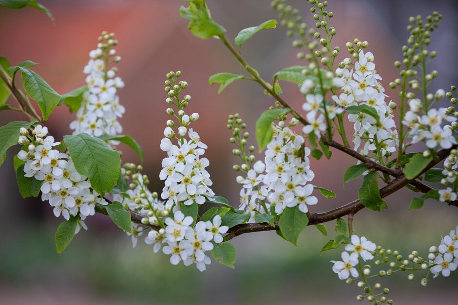 bird cherry 'Watereri'