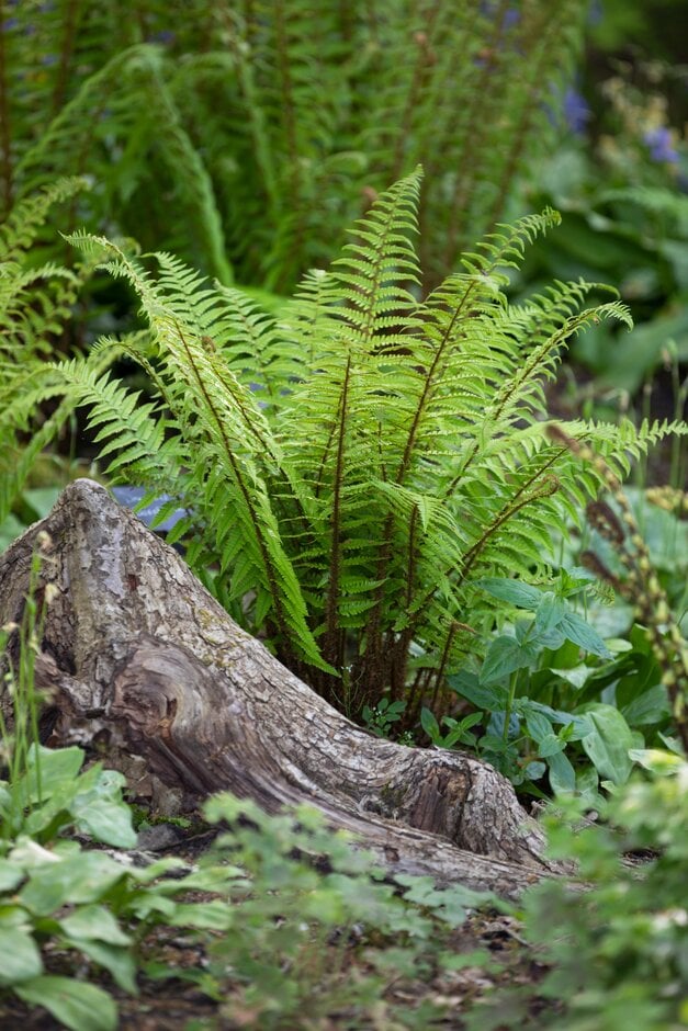 <em>Dryopteris</em> <em>uniformis</em> 'Cristata'