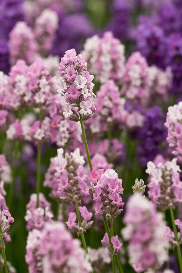 English lavender 'Miss Katherine'