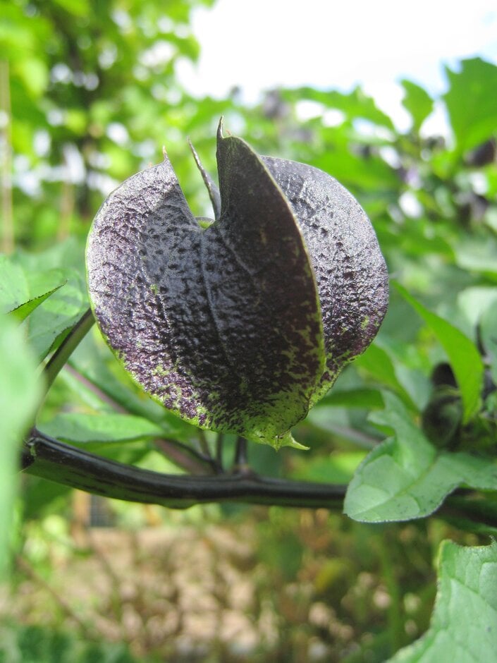 apple of Peru