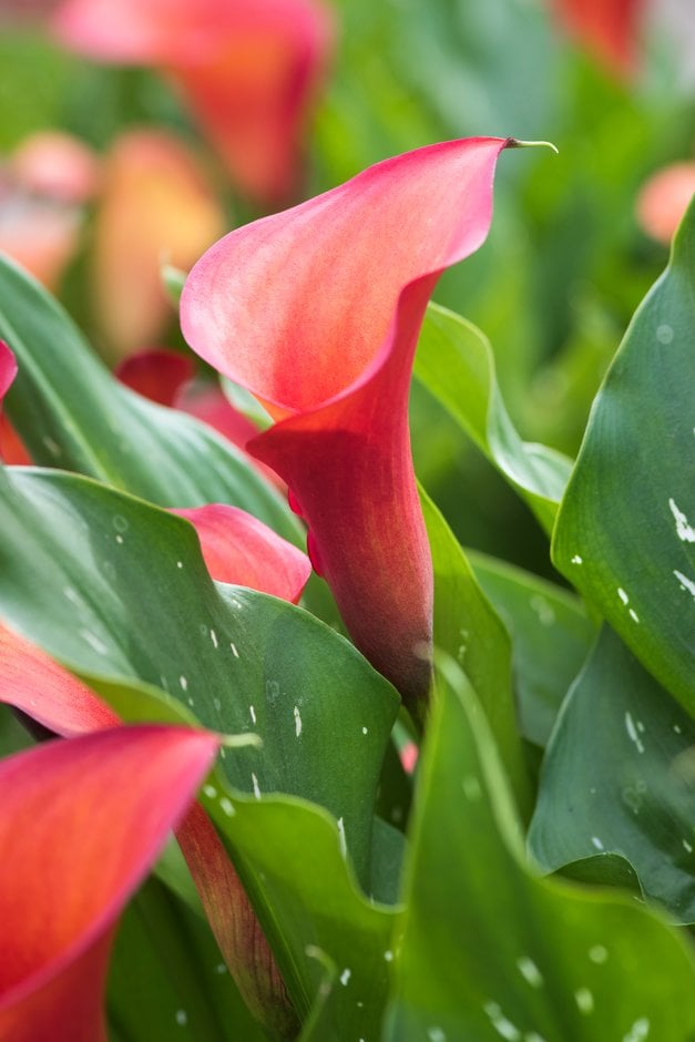 arum lily 'Captain Odeon'