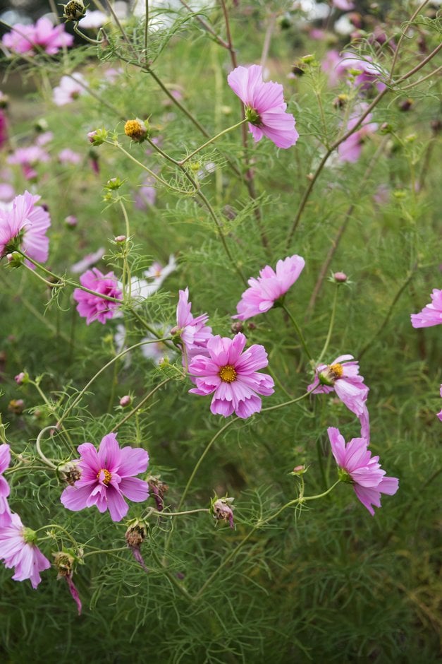 cosmea Razzmatazz Series