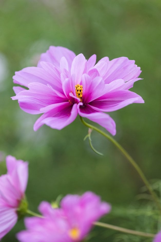 cosmea Razzmatazz Series