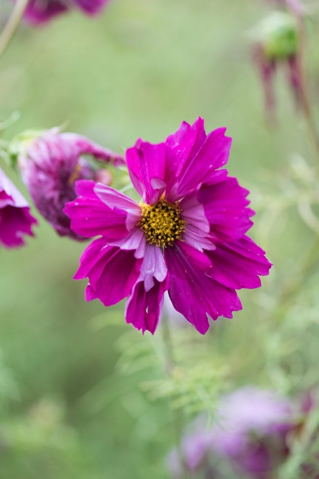 cosmea 'Pied Piper'