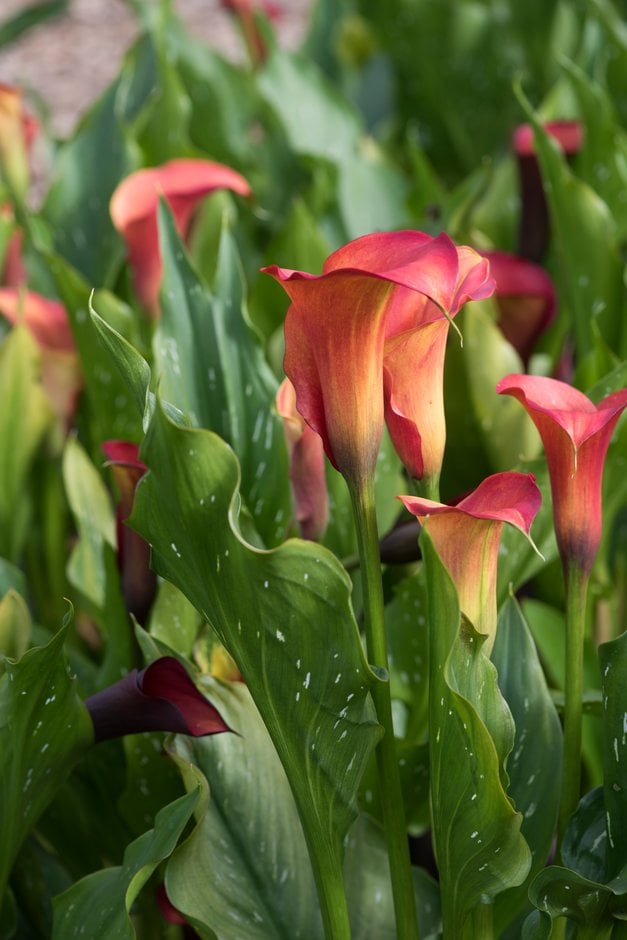 arum lily 'Captain Odeon'