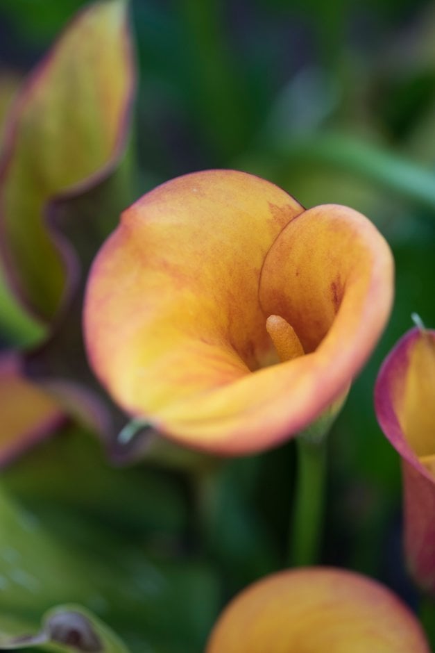 arum lily 'Royal Pumpkin'