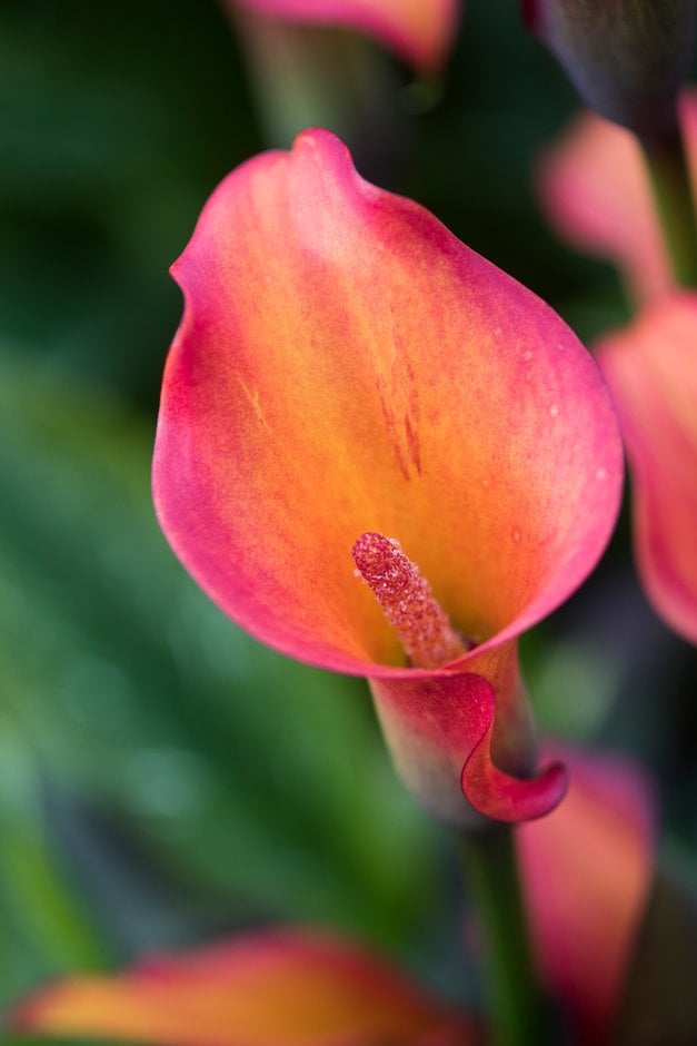 arum lily 'Morning Sun'