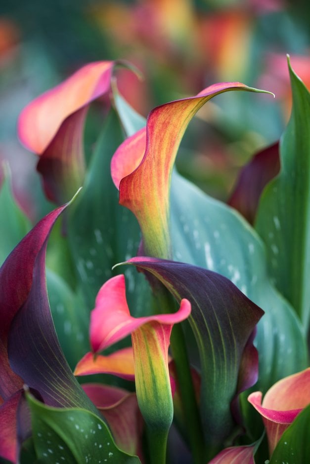 arum lily 'Morning Sun'