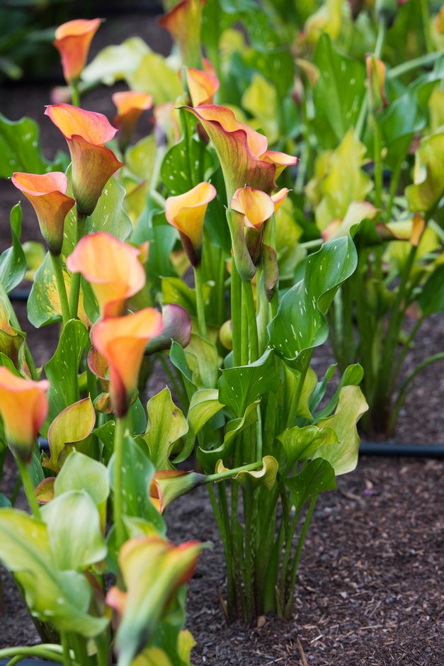 arum lily 'Royal Pumpkin'