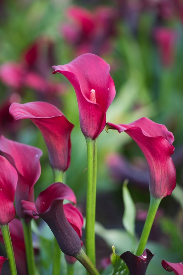 arum lily 'Flirt'