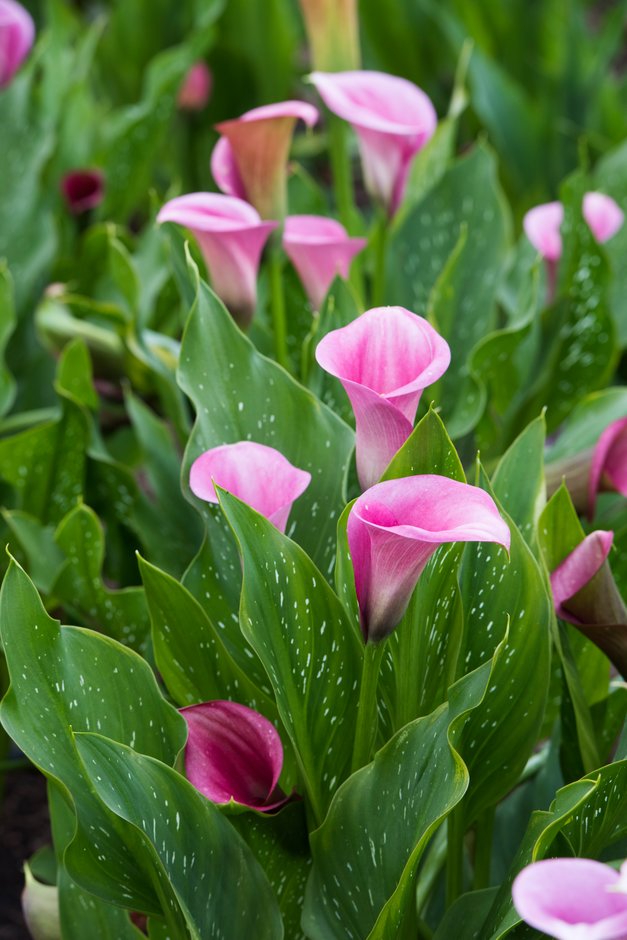 arum lily 'Captain Violetta'