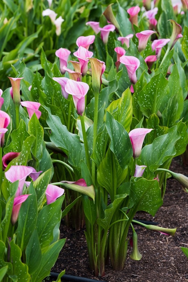 arum lily 'Captain Violetta'