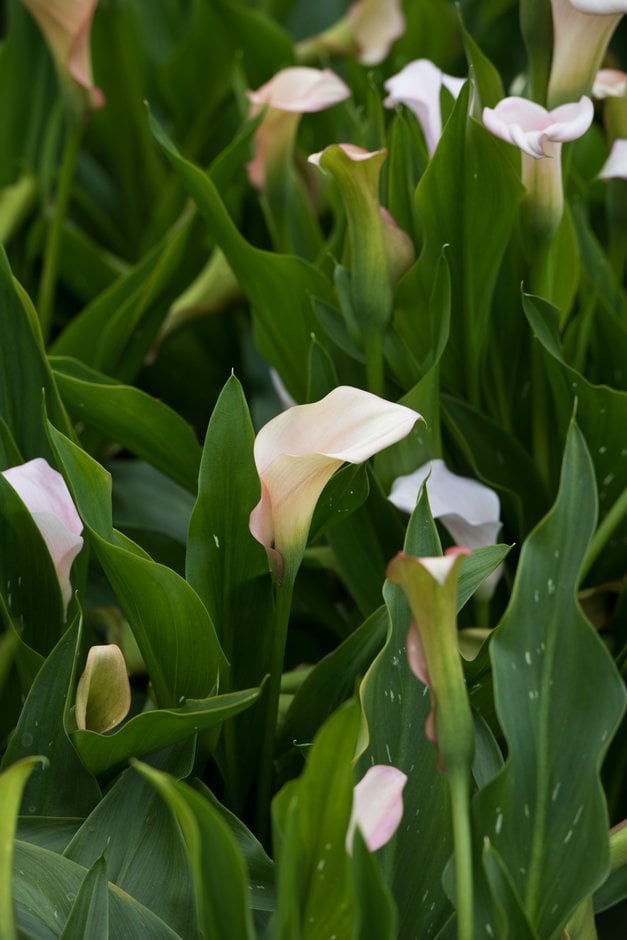 arum lily 'Captain Melrose'