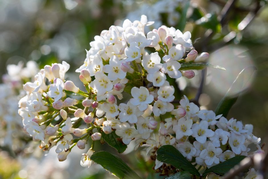 Burkwood viburnum