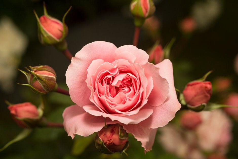 Rosa Rossetti Rose (&Harjug&PBR) (F) | rose [Rossetti Rose] Roses/RHS ...