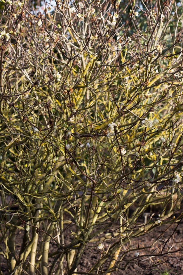 stinking Himalayan viburnum