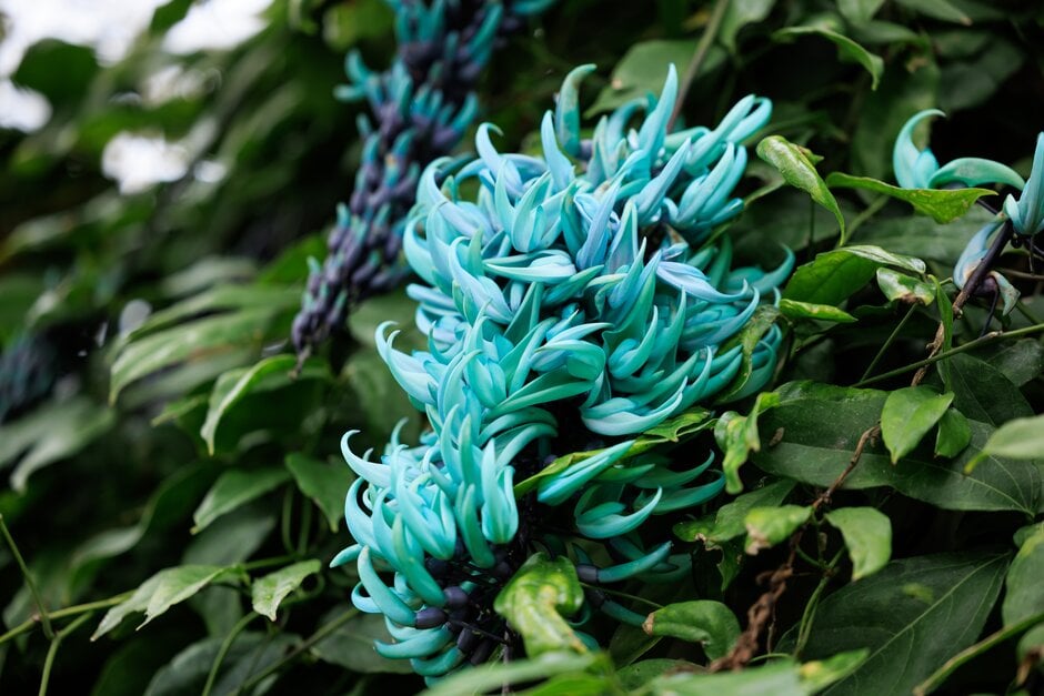 jade vine