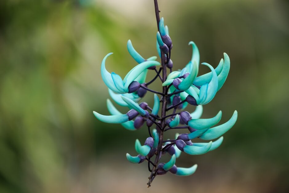 jade vine