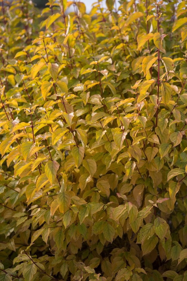 dogwood 'Sifa'