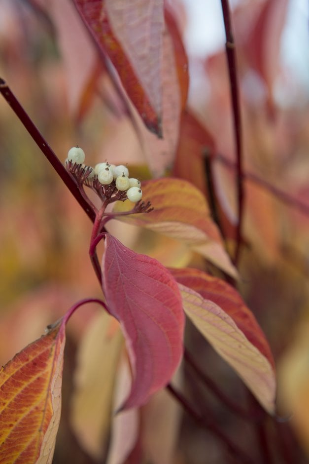 dogwood 'Alleman's Compact'