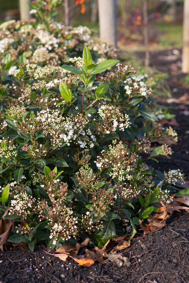 laurustinus 'Little Bognor'