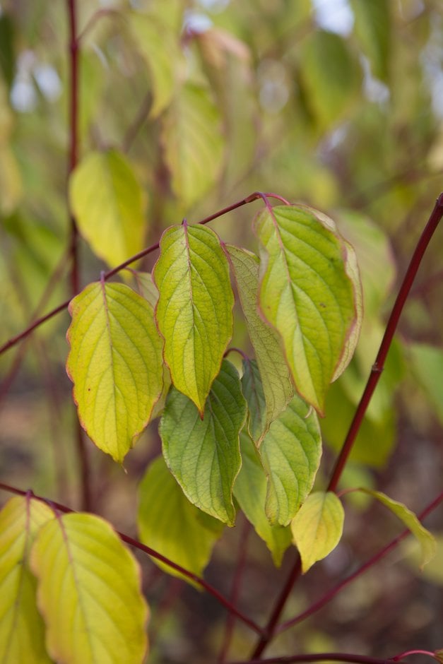 silky dogwood 'Blue Cloud'