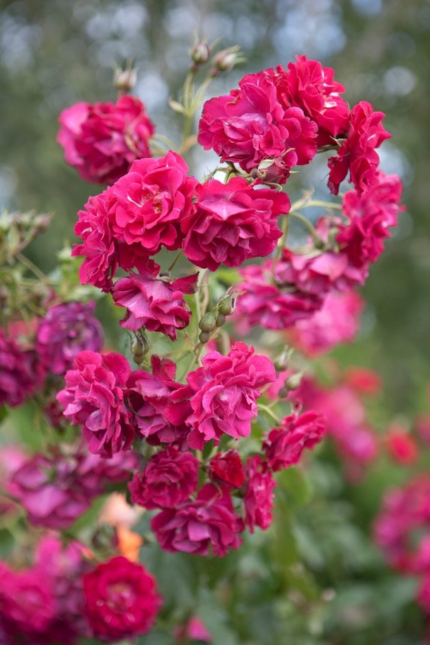 rose 'Wilhelm'