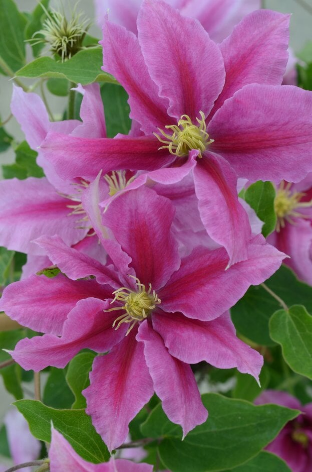 Clematis &Evipo115& | clematis [Elodi] Herbaceous Perennial/RHS Gardening