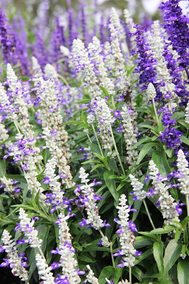 mealy sage 'Strata'