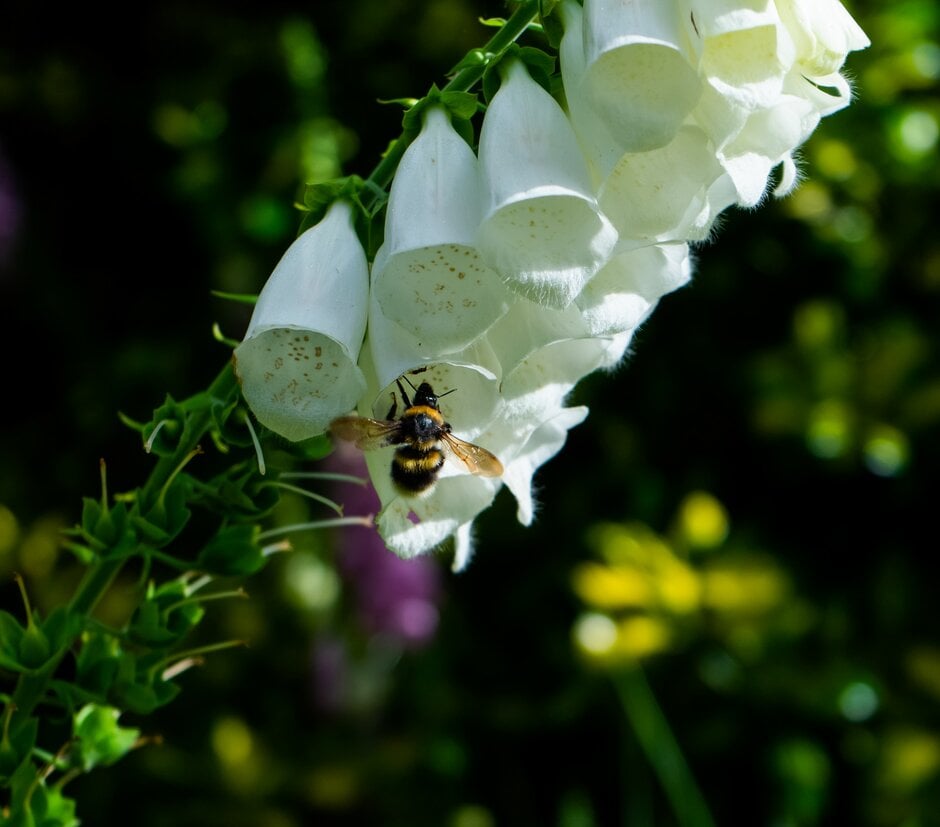 <i>Digitalis</i> <i>purpurea</i> 'Campanulata Alba'