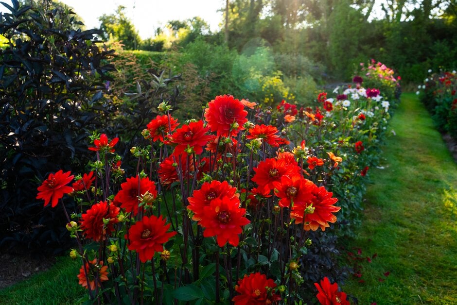 dahlia 'Taratahi Ruby'