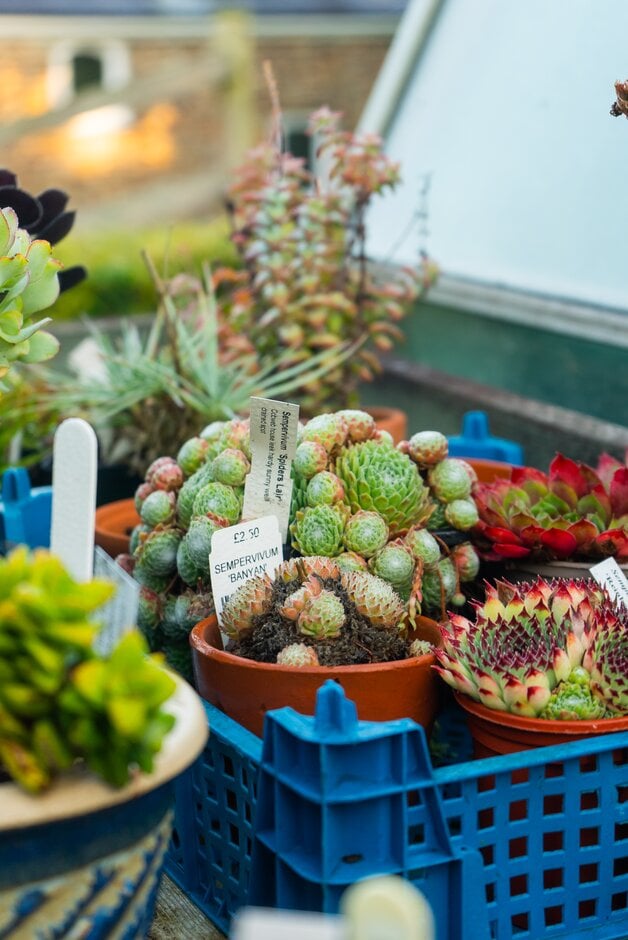 <i>Sempervivum</i> 'Banyan'