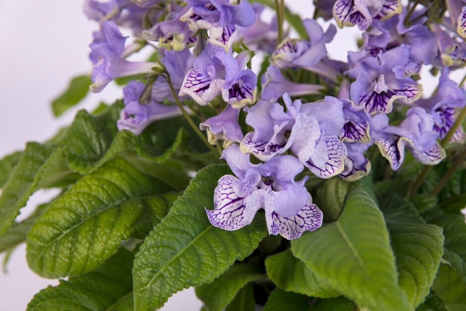 Cape primrose 'Dolina'