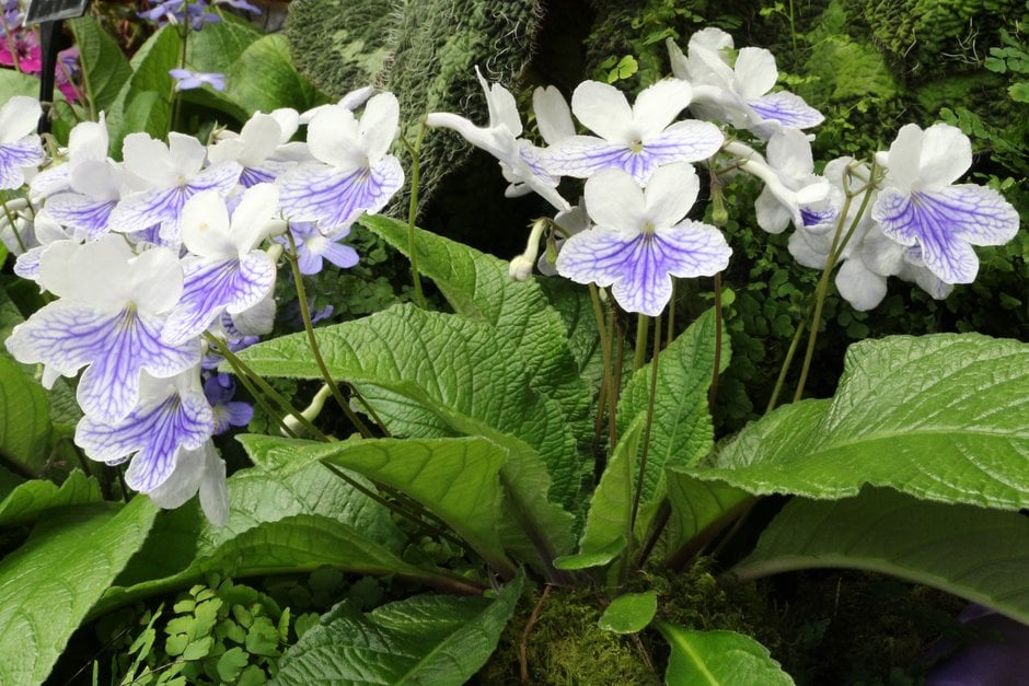 Cape primrose 'Gwen'