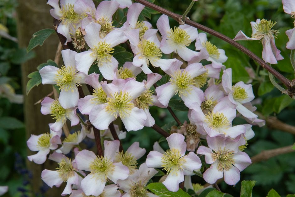 clematis 'The Jewell'