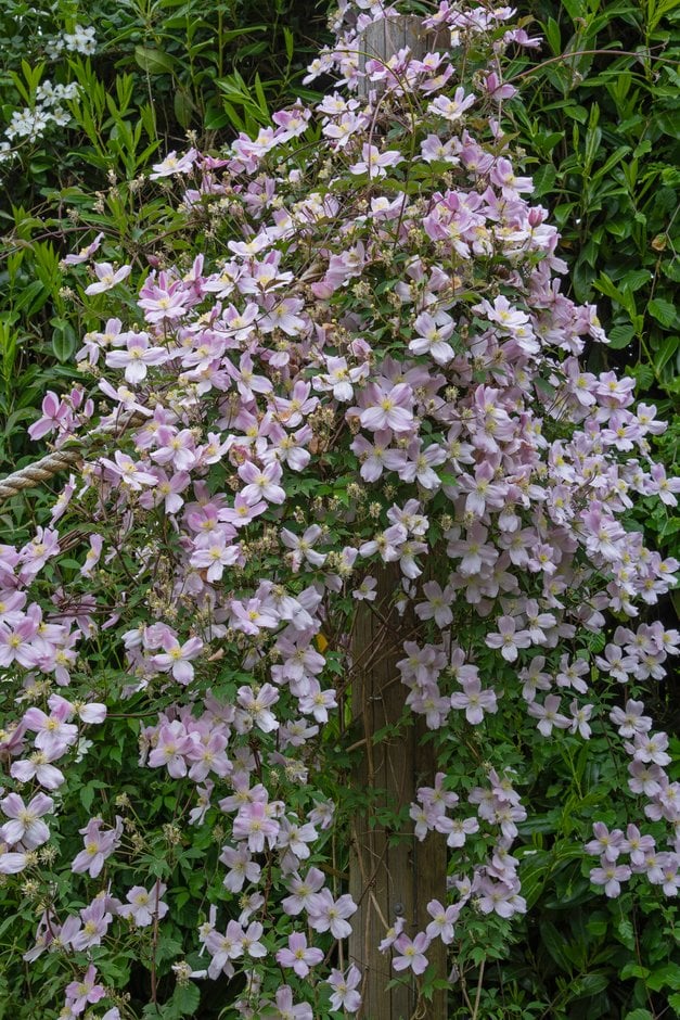 Himalayan clematis