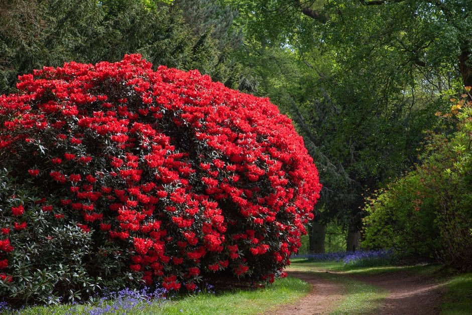 rhododendron 'May Day'