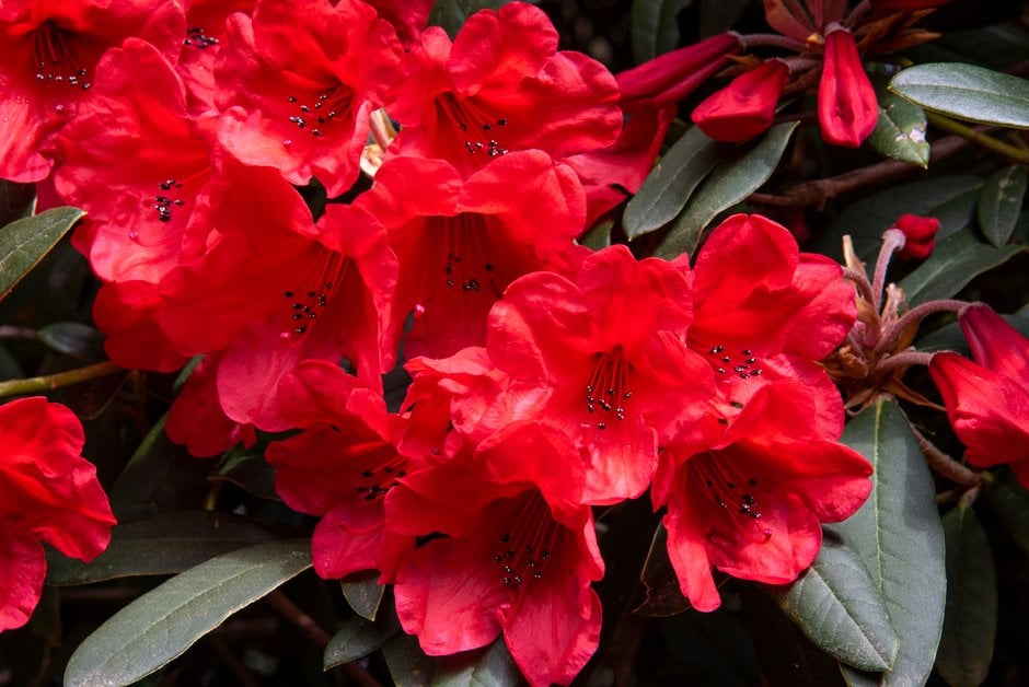 Rhododendron (May Day Group) &May Day& | rhododendron &May Day& Shrubs ...