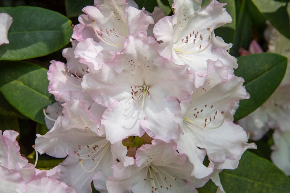 rhododendron 'Loder's White'
